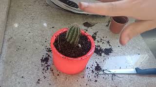 COMO PLANTAR CACTOS NO VASO DE GESSO 🌵🌵🌵