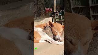 এই প্রথম কুকুর ও বিড়াল এত মিল দেখলাম! 😃🐱#funny #animeshort #dogcatvideosfunny #viralvideo #yshorts