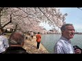 Ծաղկած բալենիներ Վաշինգտոն cherry blossoms in washington dc 2022