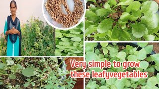 నేను ఈ ఆకుకూరలను పెంచుతున్న|grow leafyvegetables|simple way to grow leafyvegetables|bm gardener