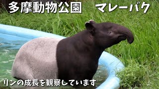 多摩動物公園のマレーバク　リンの成長を観察しています