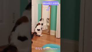 사고뭉치 고양이의 하루 ( Subtitle : A troublemaker's cat )