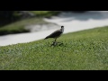 masked lapwings