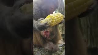 Newborn Baby monkey cute  #shorts #short #shortvideo #shortsvideo #monkey