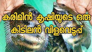 കരിമീൻ കൃഷി | Karimeen Farming | Pearlspot Farm in India | Pearlspot seed | Kerala State fish |