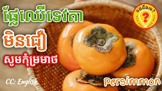 Advantages of Persimmon fruit for human health អត្ថប្រយោជន៍របស់ផ្លែទន្លាប់