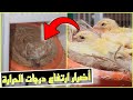 لازم توقف إنتاج شوفوا شو صار معي وتعلموا من أخطائي الجزء الثاني #كناري #عصافير #birds