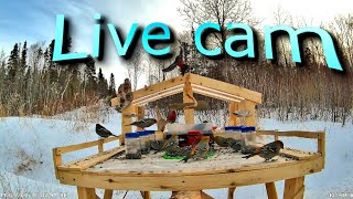 4K 24/7 LIVE Bird Feeder Cam | Quebec Nature Stream |