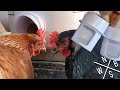 #DIY Chicken Feeder Kit - Unboxing & Review