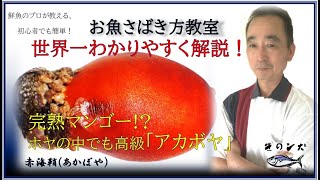 【ホヤ(アカボヤ)のさばき方】世界一わかりやすい初心者用![刺身・酢の物] by鮮魚店 きのした生魚店(広島県東広島市西条)2021 How to fillet sea squirt