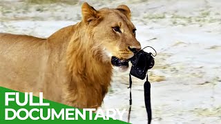 Wildlife Moments - The Funniest Animal Encounters | Part 2 | Free Documentary Nature
