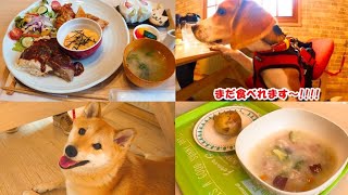 【初めてのドックカフェ】緊張する柴犬と食欲爆発のビーグル犬