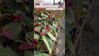 Rare imported anthurium plant online shopping #anthurium #plants #garden #anthuriumplant