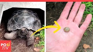 Er macht große Zecken von seinen Schildkröten ab