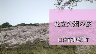 日南市北郷町の花立公園の桜も見頃