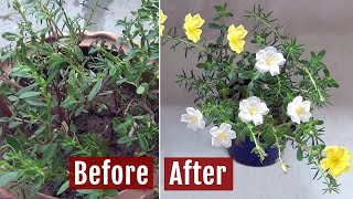 Portulaca not Flowering? See What I Did to Get Blooms on Moss Rose