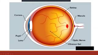 blindness (growth and development 7)PT