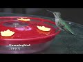 野鳥観察 asmr 庭で野鳥探し！ツグミの雛／ノスリの幼鳥／ハチドリをからかってみた他　 asmr 鳥の鳴き声