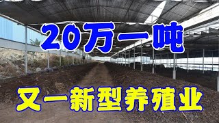 亩产8000斤，1斤卖110元，年产值67万，从不愁销路，想赚钱的看看