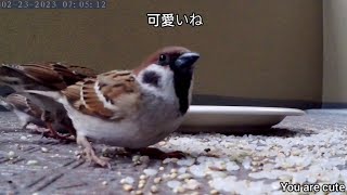 2月23日 暗い曇り空の朝です