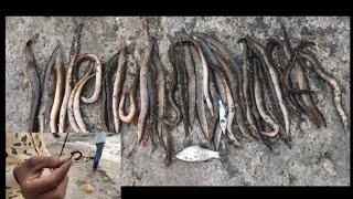 Baam fishing | Single Hook baam fishing | Baam fishing trick Day 1