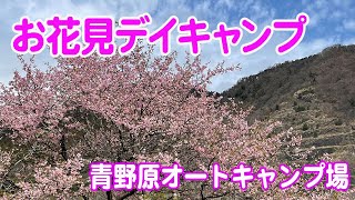 【青野原キャンプ場でお花見デイキャンプ】河津桜咲くキャンプ場でデイキャンプ　海鮮丼/フェザースティック練習/桜舞う/お刺身/珈琲/珈琲タイム/おやつ/道志みち/相模原市/河津桜/デイキャンプ