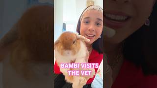 bambis vet visit ❤️ #babybunny #bunny #bambi #hollandlop #rabbit #thebunnybambi #vlog #vlogs
