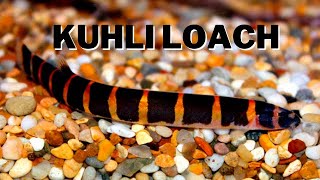 Kuhli Loach Overview | Best aquarium fish for beginner