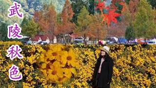 Autumn maple leaves ~ 武陵農場(Wuling Farm) 芳香萬壽菊大爆發 * 銀杏、楓葉、落羽松、水杉醉人秋色