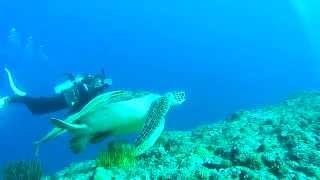 カメにコバンザメ　ドリームホール