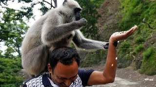 Monkey attends funeral of man who used to feed him , netizens surprised and breakdown in tears