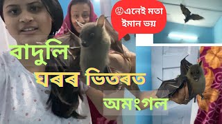 বাদুলি ঘৰৰ ভিতৰত  মতাৰ ভয়😡অমংগল  কি বেমাৰত বাদুলি লাগে,চুঙা বাদুলি মানুহয়ে খায়😛