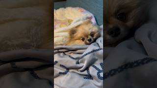 トリミング前の朝🫧#shorts #short #dog #vlog #犬 #ポメラニアン #pomeranian #ポメラニアン #癒し