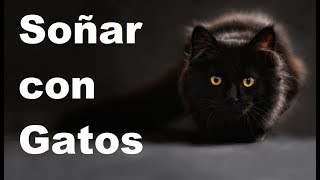 Gato - Soñar con gatos, gato