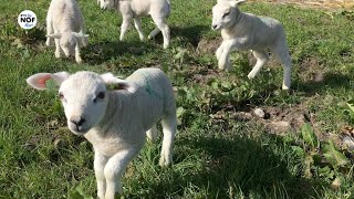 Lentegezicht: lammetjes springen in de wei