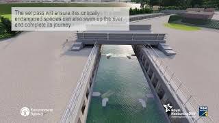 Colwick (Holme Sluices) fish pass visualisation