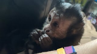 ASMR Capuchin Monkey Grooming Macaque Monkeys Tail CUTENESS