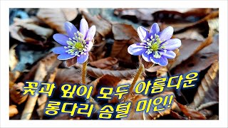 꽃과 잎이 모두 아름다운 야생화~  '노루귀' 꽃이름은 어디서 왔을까요?