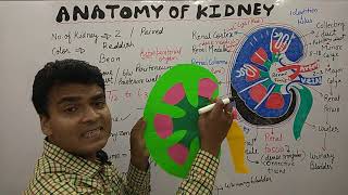 Kidney Model |Internal and external Anatomy of kidney | Structure of Kidney | Hindi