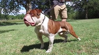 Evolution's Brick Wall - Olde English Bulldogge