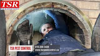 TSR Pest Control and Wildlife Removal - we removed squirrels stuck in fireplace and chimney