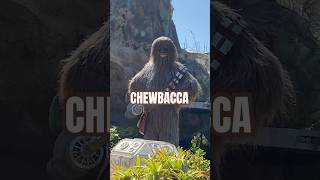 Chewbacca was not amused with our impression of him at HollyWood Studios | Disney World