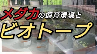 メダカ初心者の飼育環境と2023年ビオトープ‼️