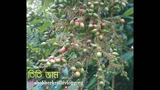 তিতি জাম || Titi jam || khude jam || ক্ষুদে জাম