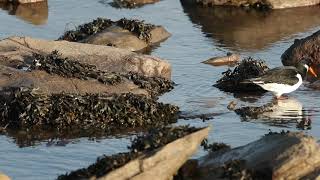 oystercatcher feeding