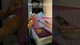 bagian terkejam dalam ternak||eps6 tips cara beternak bagi pemula||HOBBY CANARY