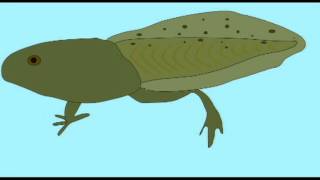 HABITATS: AMPHIBIAN: TADPOLE DEVELOPMENT