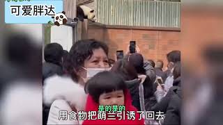 空前但不知道会不会绝后！大熊猫萌兰高光越狱名场面！（下）