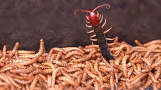 蜈蚣 VS 面包虫, 高清无码 Centipede vs larvae of Tenebrio molitor