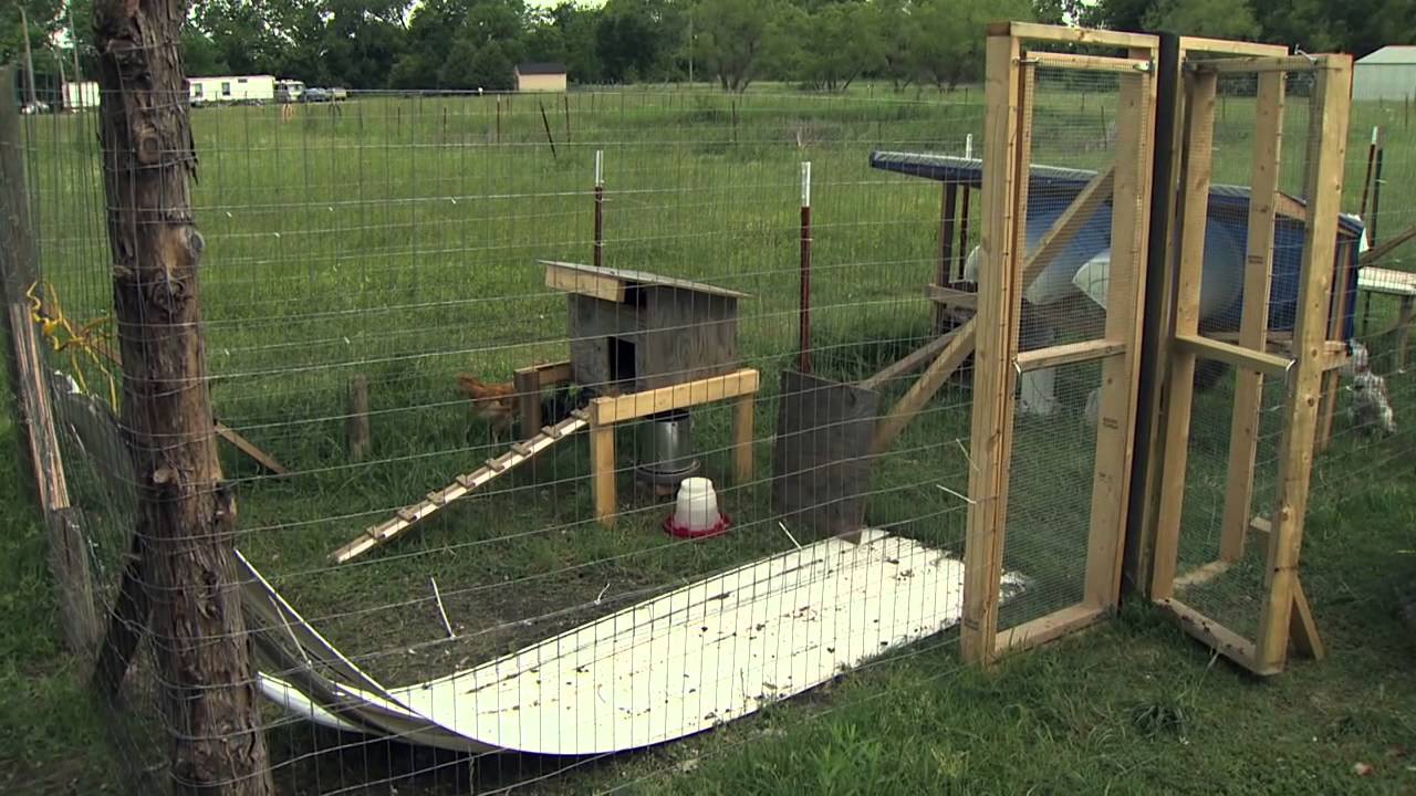 Raising Backyard Chickens - YouTube